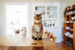 design a pet-friendly kitchen