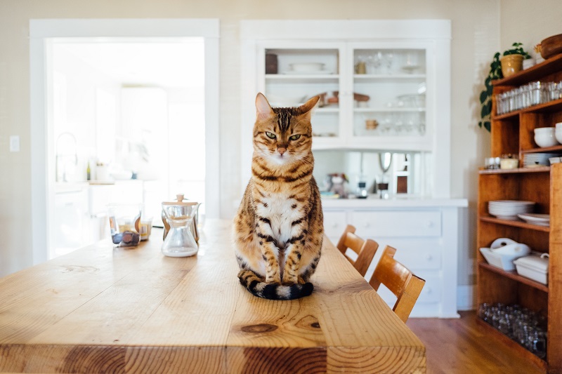tg-builders-pet-friendly-kitchen.jpg